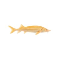 FISCH Zierfisch Albino/Gold Sterlet 15-17
