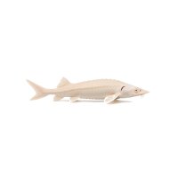 FISCH Zierfisch Albino Sterlet 20-22