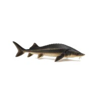 FISCH Zierfisch Sibir. Stör (Acip.baeri) 10-15