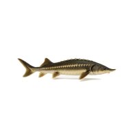 FISCH Zierfisch Waxdick / Russ.Stör 55-60 (Acipenser...