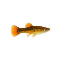 FISCH Zierfisch Kaltwasser-Paket