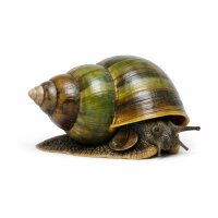 SCHNECKEN Zierschnecke Sumpfdeckelschnecke