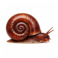 SCHNECKEN Zierschnecke Posthornschnecke