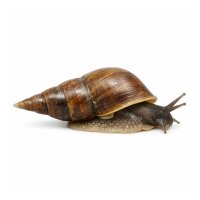 SCHNECKEN Zierschnecke Spitzschlammschnecke