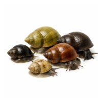 SCHNECKEN Zierschnecke Teichschnecken Gemischt