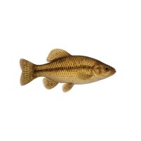 FISCH Zierfisch Malermuscheln 5-8 Anodonta cygnea