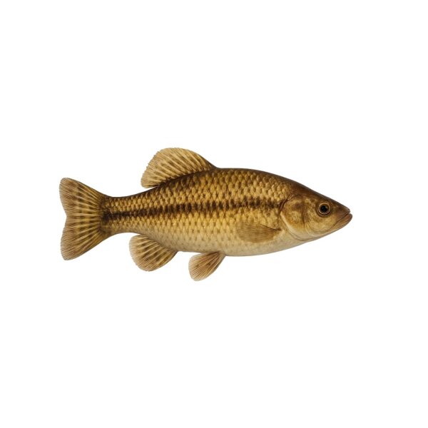 FISCH Zierfisch Malermuscheln 10-15 Anodonta cygnea