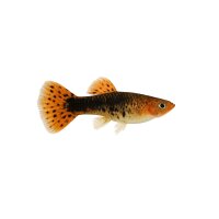 FISCH Zierfisch Malermuscheln 15-18
