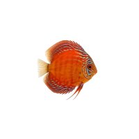FISCH Zierfisch Diskus Mix Colour INZ