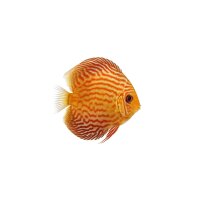 FISCH Zierfisch Diskus Santarem INZ