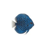 FISCH Zierfisch Diskus Checkerboard Blue INZ