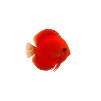 FISCH Zierfisch Diskus Red Marlboro INZ