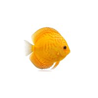 FISCH Zierfisch Diskus Yellow Marlboro INZ