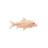 FISCH Zierfisch Albino Panzerwels NZ ML
