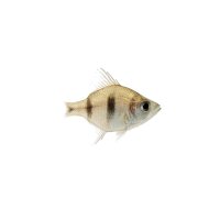 FISCH Zierfisch Siam Glasbarsch 4cm (Parambassis Siamensis)