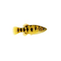 FISCH Zierfisch Kweichow Flossensauger 4-5