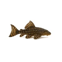 FISCH Zierfisch L095 Pseudorinelepis sp. 10-12