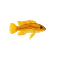 FISCH Zierfisch Gold Apisto. Macmasteri XL DNZ